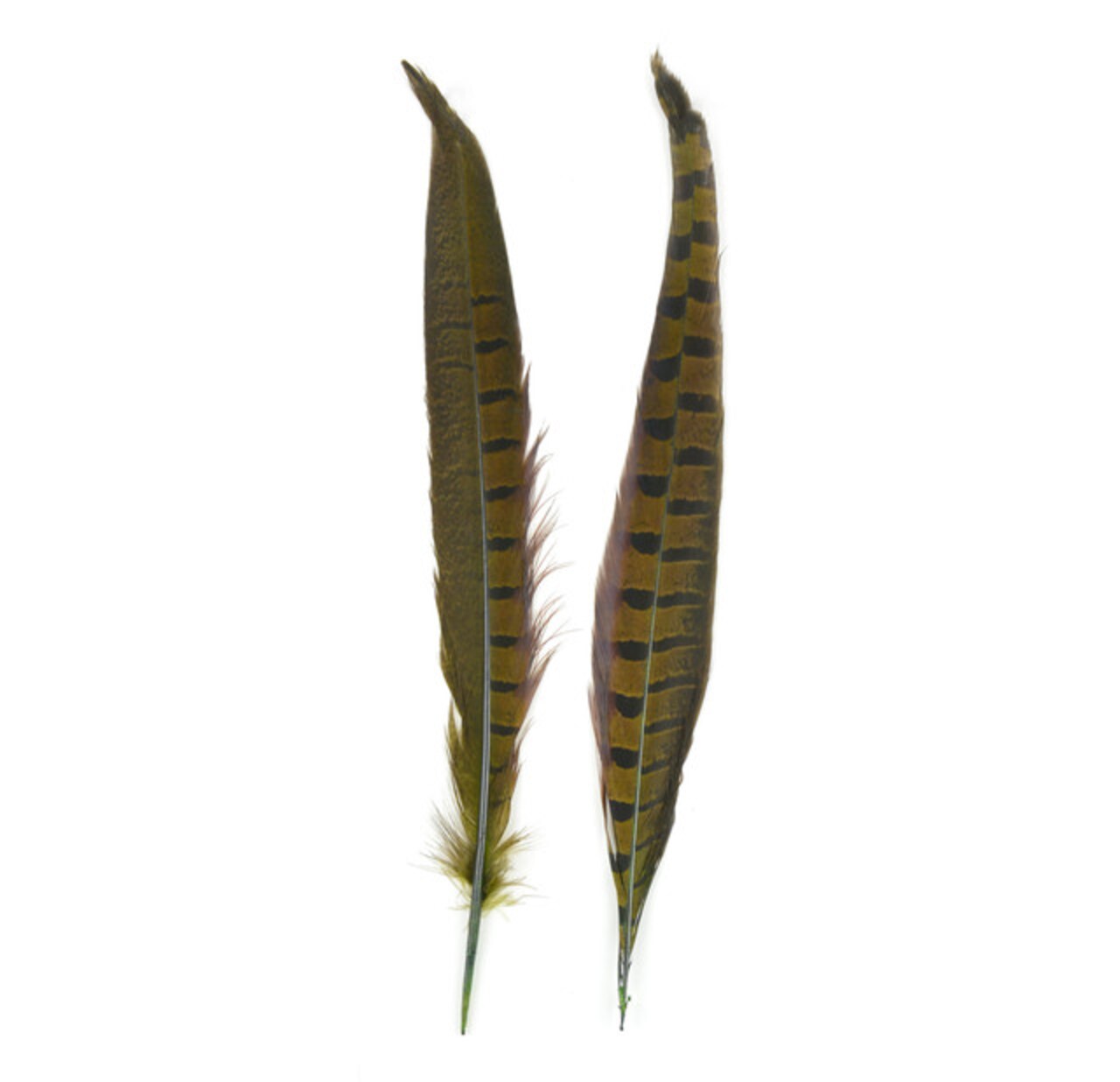 Touch of Nature Ringneck Pheasant Feathers Dark Olive 10-12 2pc